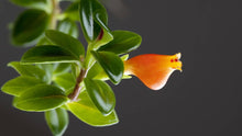 Load image into Gallery viewer, Nematanthus- Goldfish Plant