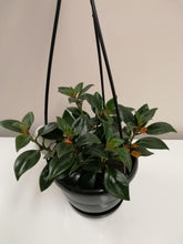 Load image into Gallery viewer, Nematanthus- Goldfish Plant